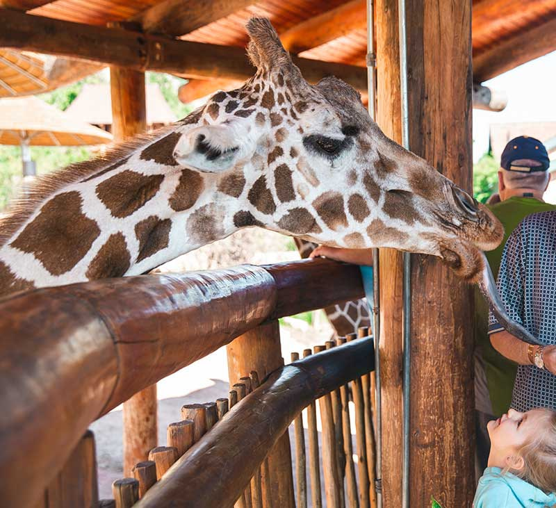 Cheyenne Mountain zoo open on Thanksgiving
