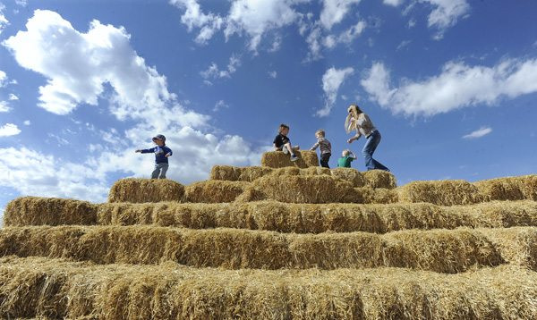 Best Pumpkin Patches In Colorado Springs Visit Pikes Peak