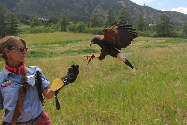 broadmoor outfitters falconry