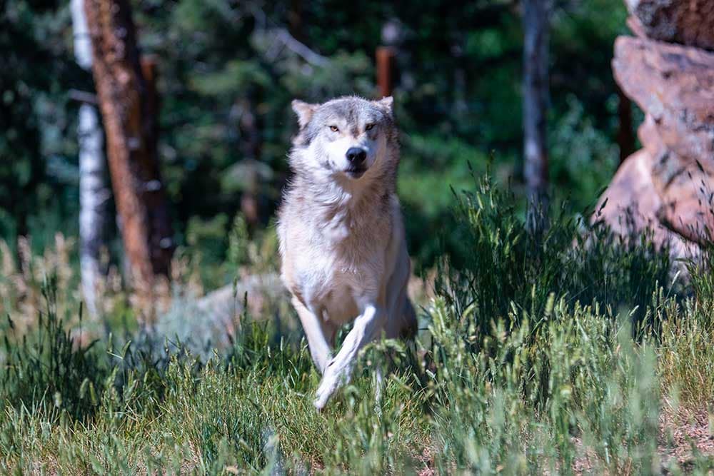 Wolf running at the Colorado Wolf and Wildlife Center