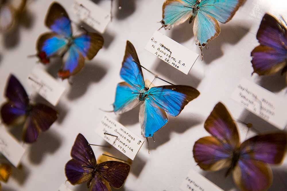 May Museum Butterflies