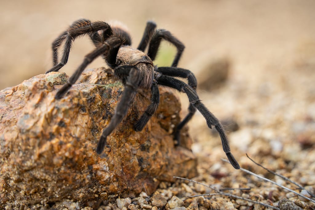 Tarantula crawling over a rock with a sandy background