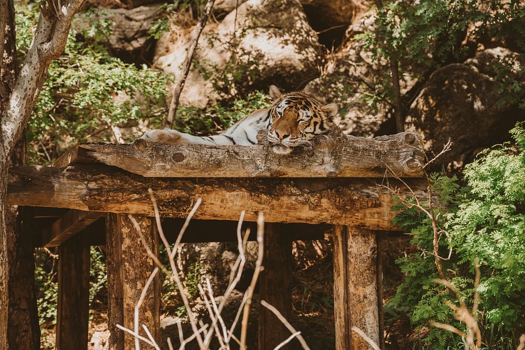 Tiger lounging at the Cheyenne Mountain Zoo