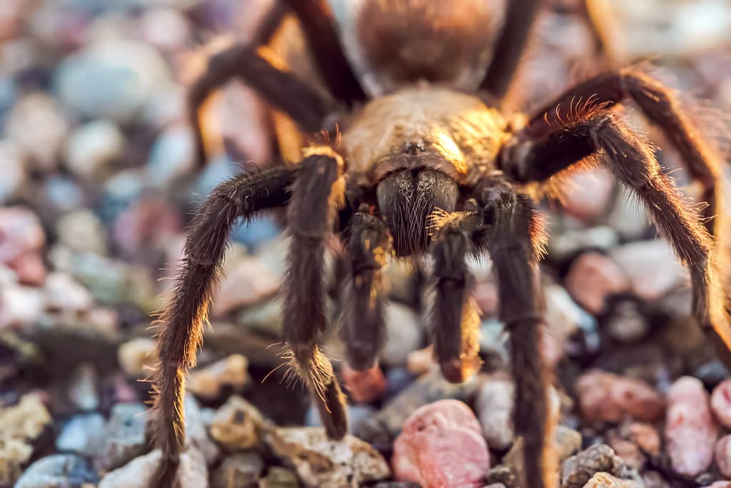 Up close view of tarantula in Colorado