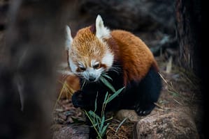 Red panda at Cheyenne Mountain Zoo in Colorado Springs