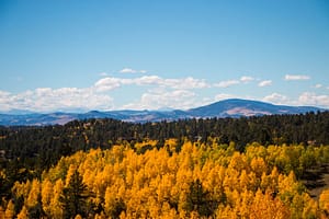 Cripple Creek Golden Aspen Leaves