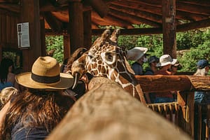 Feeding Giraffe at Cheyenne Mountain Zoo