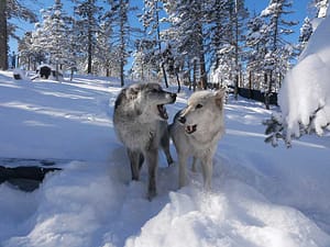 Wolves playing in the snow at the Colorado Wolf and Wildlife Center