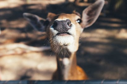 The Cute Creatures Found On Russia's Weird And Wonderful Regional