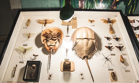 May Museum bugs mounted in a display case.