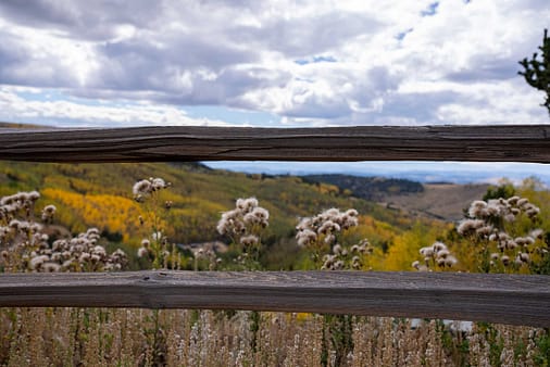 HCC.22.Dandelions_Fence