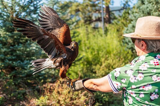broadmoor outfitters falconry close up
