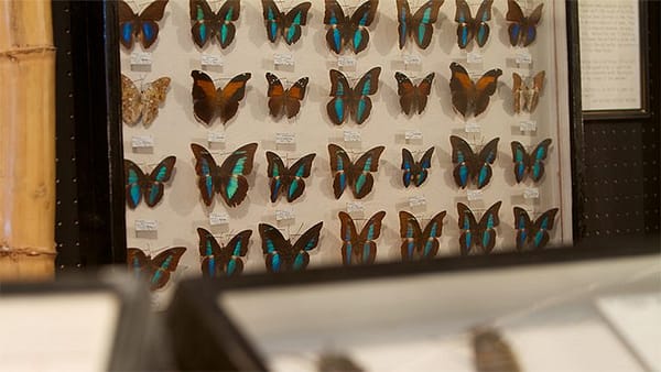 A display case filled with pinned butterflies.