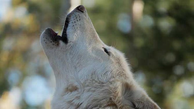 Wolf howling at the Colorado Wolf and Wildlife Center