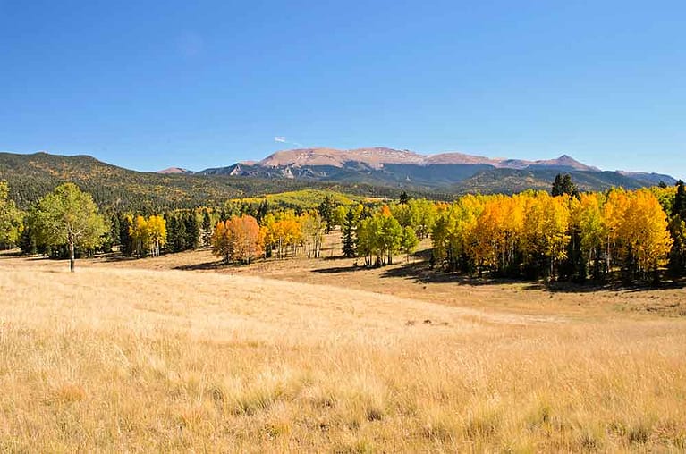 Aspen trees in Mueller State Park