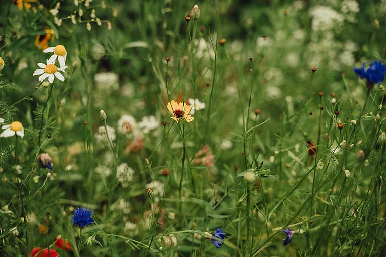 Wildflowers at Seven Falls