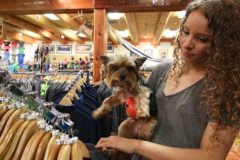 Dog in Garden of the Gods Trading Post