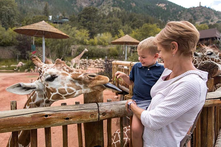 Grandma and toddler feeding giraffe at the Cheyenne Mountain Zoo
