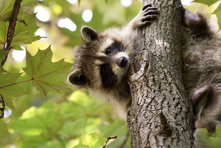 Raccoon climbing tree