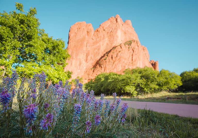 garden of the gods wildflowers