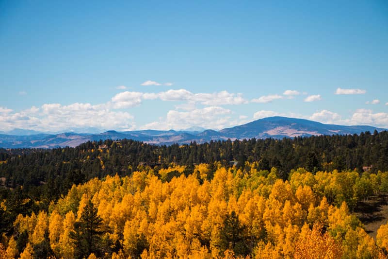 Cripple Creek Golden Aspen Leaves