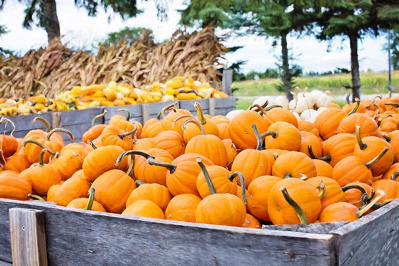 Pumpkin Patches in Colorado Springs