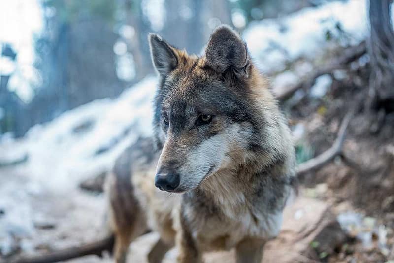 Wolf closeup at the Cheyenne Mountain Zoo