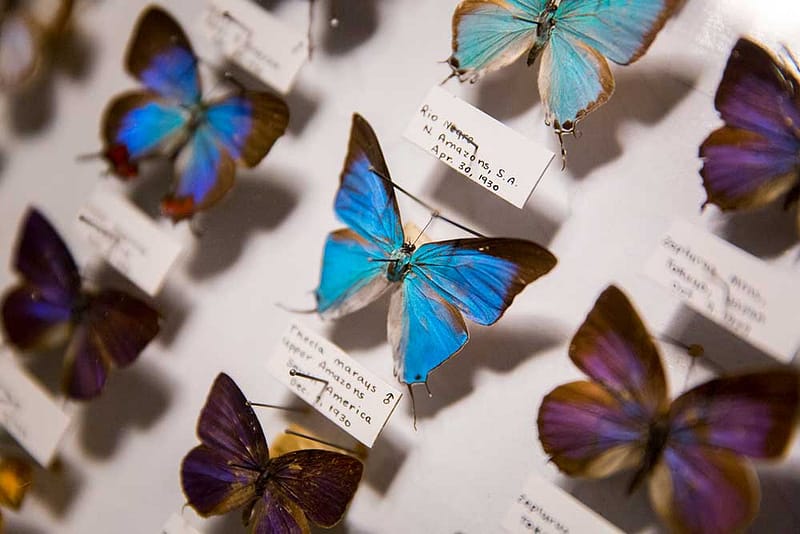 May Museum butterflies pinned in a case.