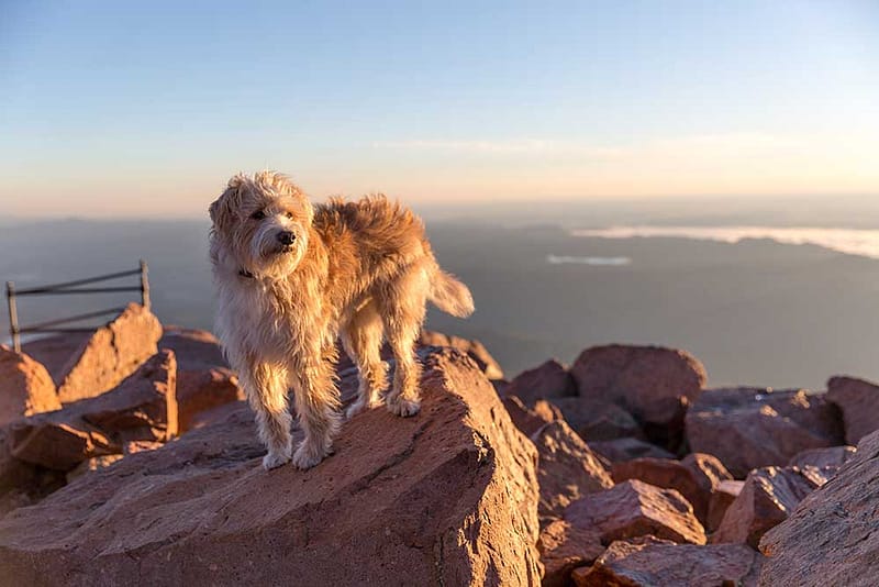 Dog on Pikes Peak Summit