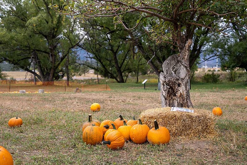 Western Mining Museum Pumpkin Patch