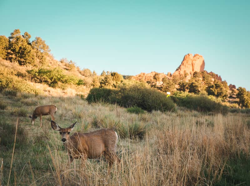 garden of the gods deer