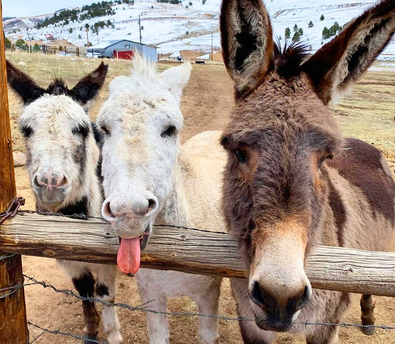 cripple creek donkeys