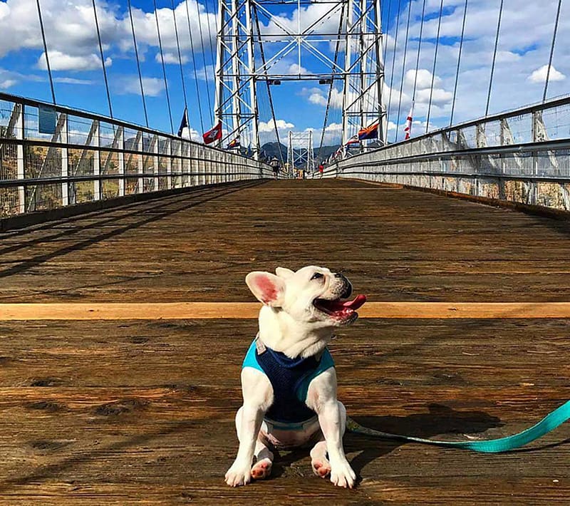 Dog at Royal Gorge Bridge