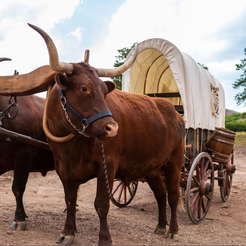 flying w ranch oxen