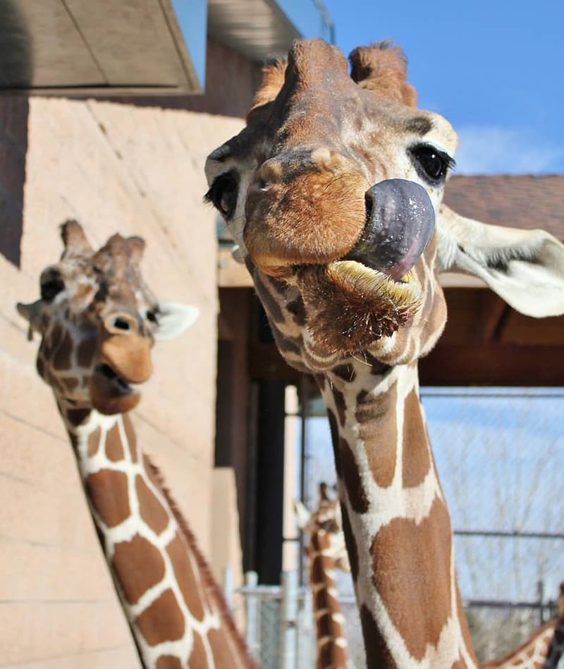 Giraffes