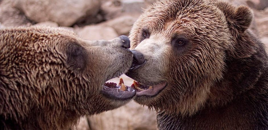 Zoo Grizzly Bears