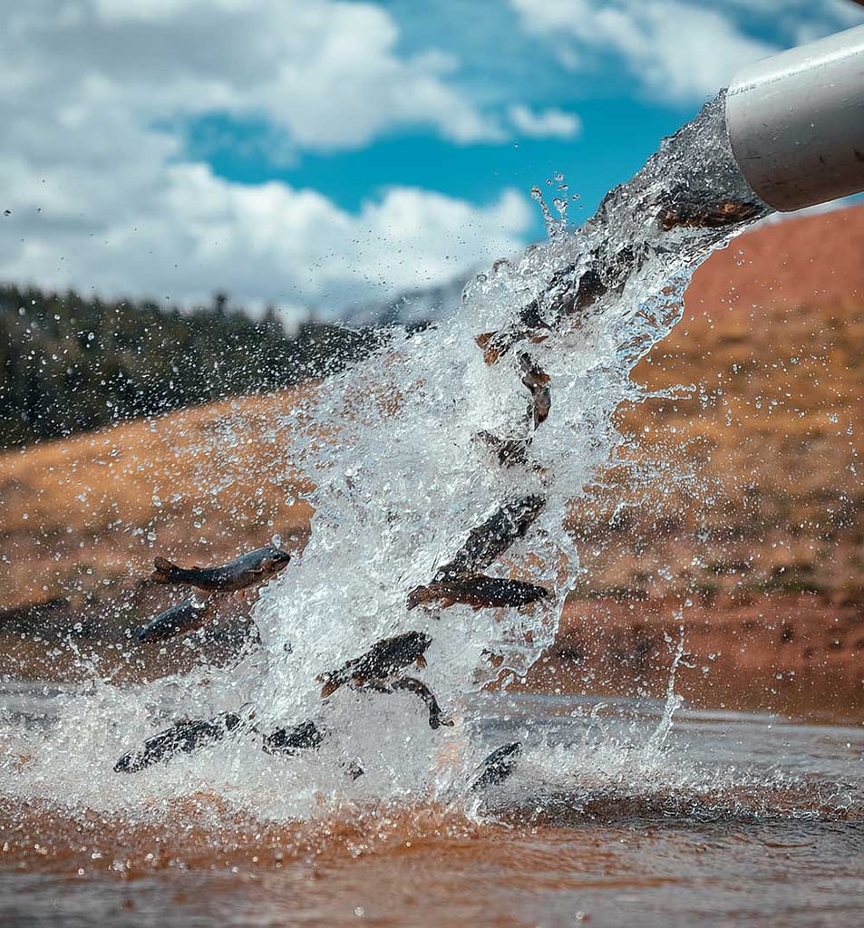 Fish being restocked at Crystal Reservoir on Pikes Peak