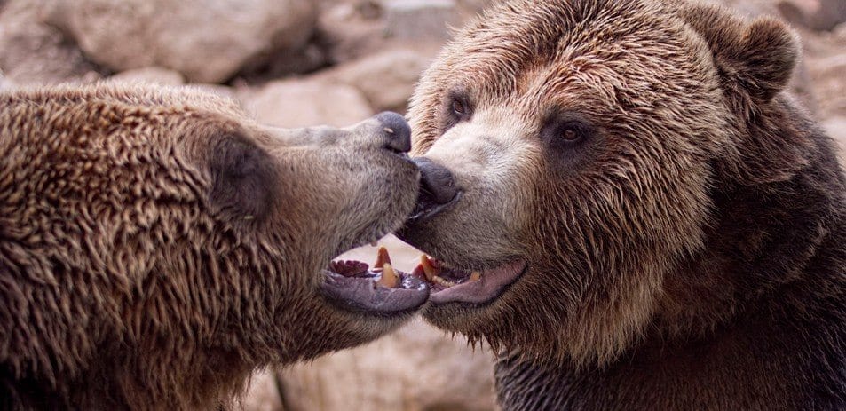 Grizzly bears play-wrestle in the snow at Cheyenne Mountain Zoo