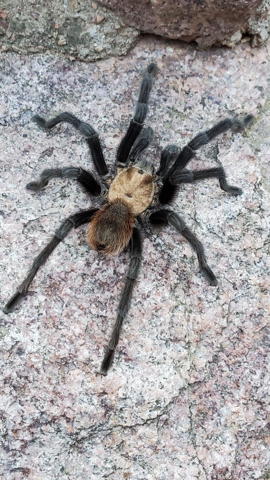 Colorado Tarantula Migration