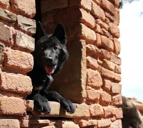 Wolf Pup at Manitou Cliff Dwellings