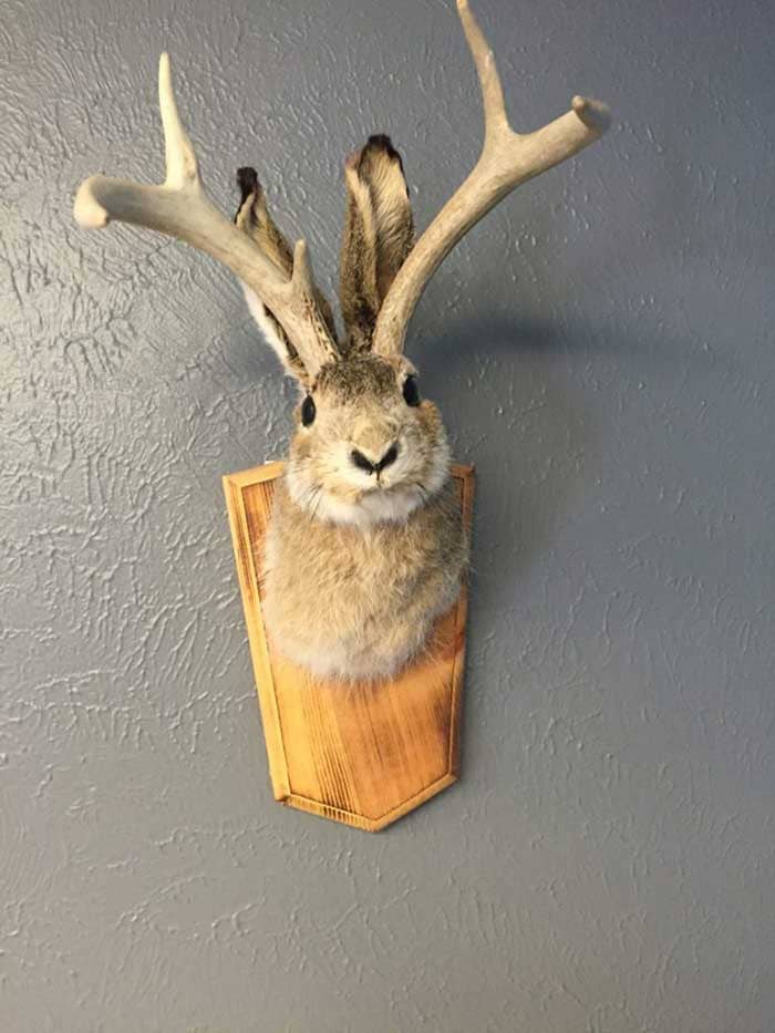 jackalope