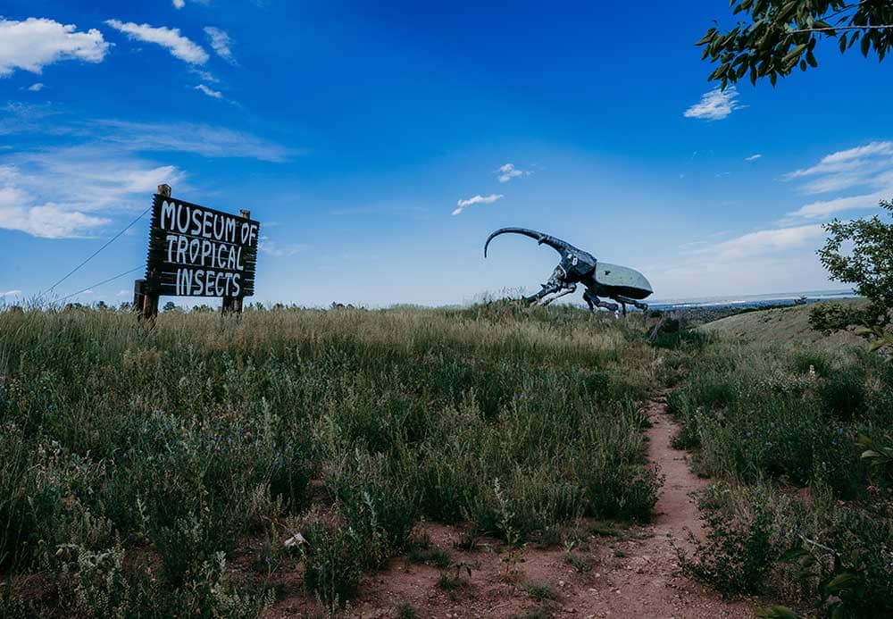 Giant beetle statue outside the May Natural History Museum