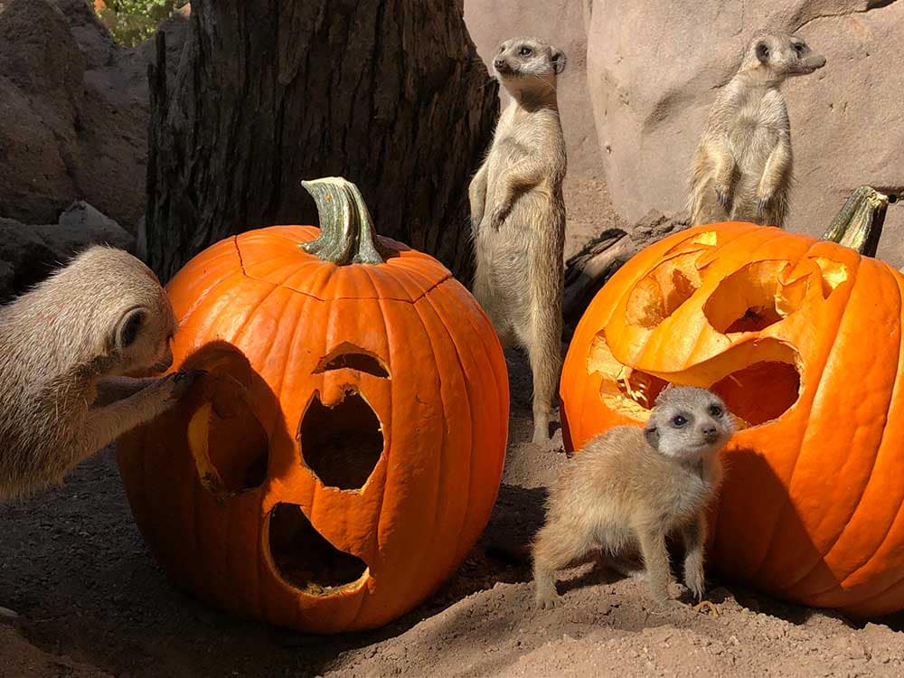 Cheyenne Mountain Zoo Meerkats at Boo at the Zoo