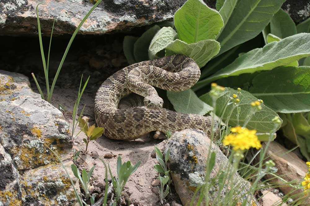 Rattlesnake