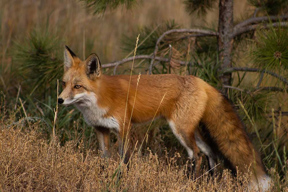 Red Fox