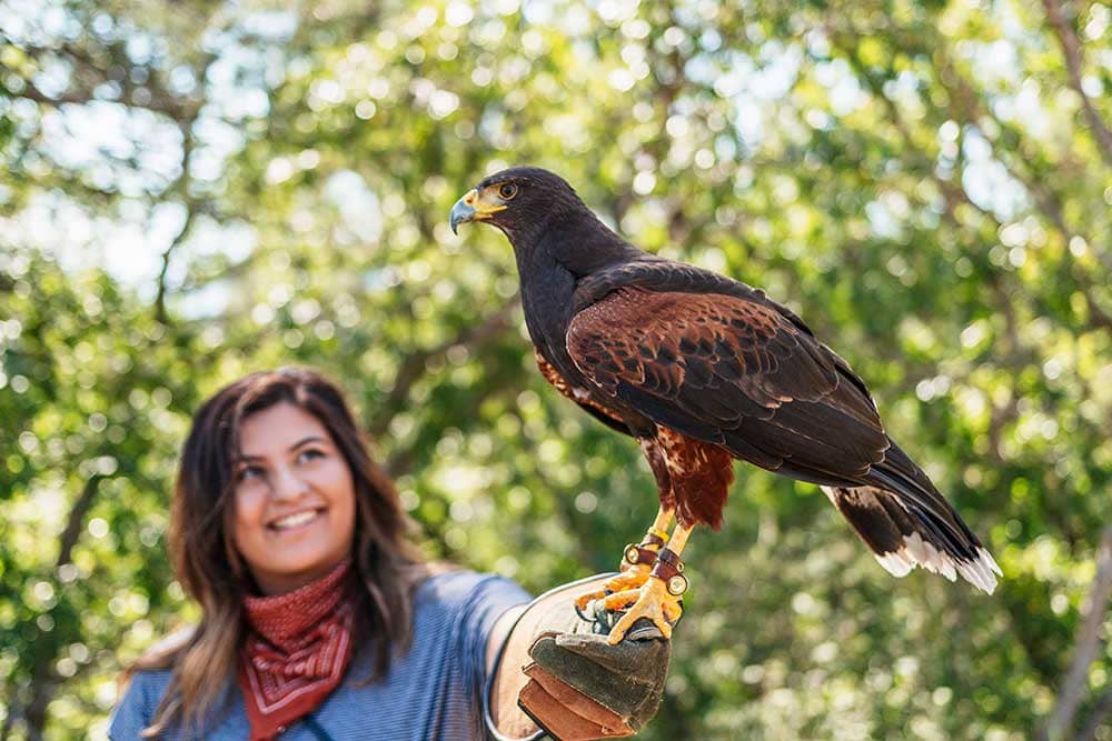Woman holding hawk at Broadmoor Outfitters