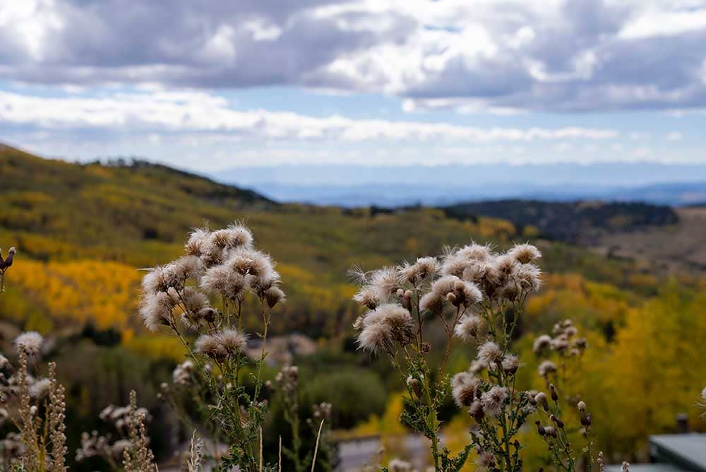Dandelions and fall leaves in Cripple Creek