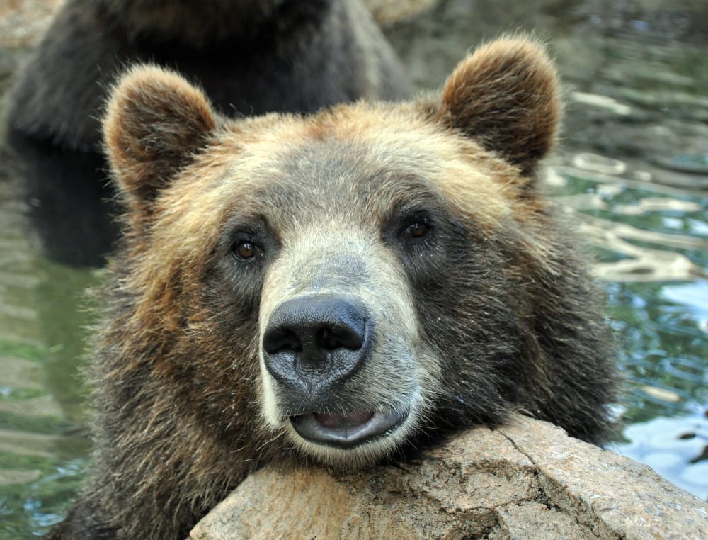 Grizzly Bear at Cheyenne Mountain Zoo