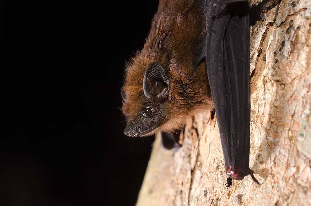 Bat hanging from rock