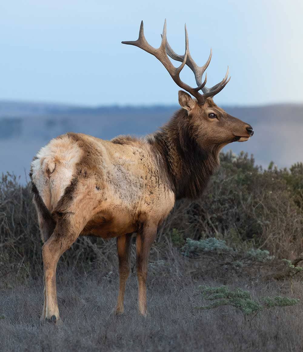 Colorado elk